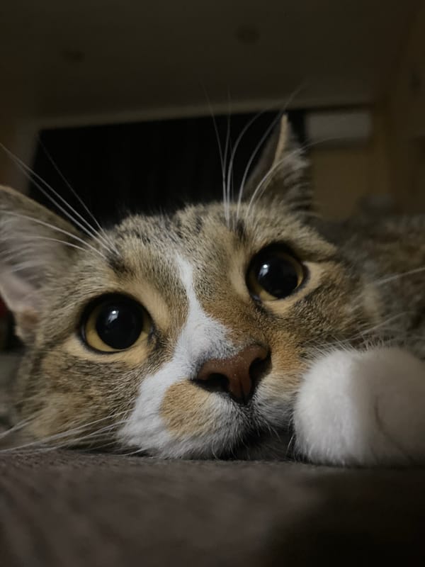 Tabby cat with white patches stares into the camera, Novinki