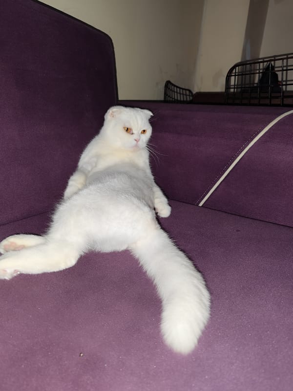 White Scottish Fold cat's evening routine documented in Sarıyer