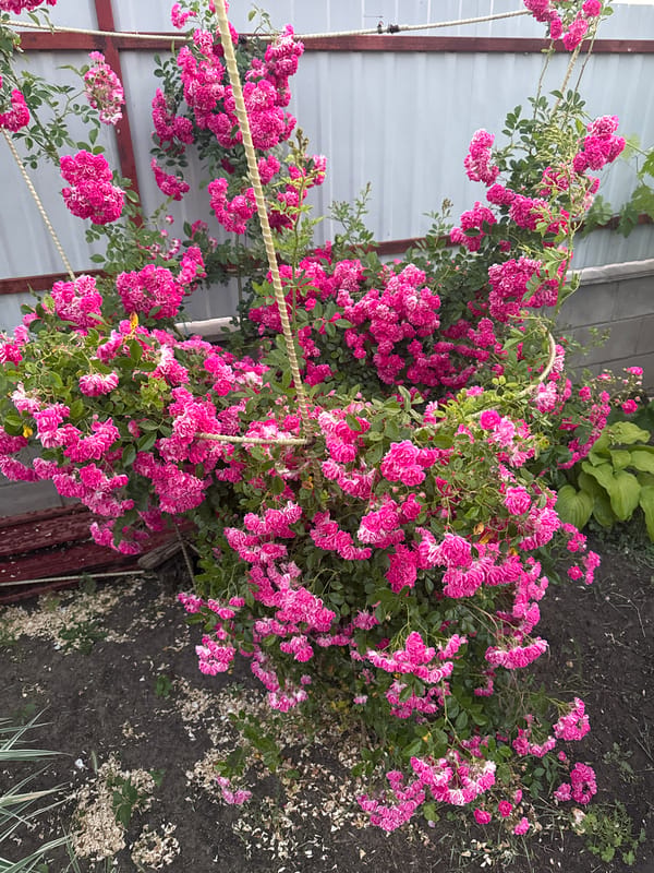 Pink roses in full bloom and ducklings in a garden setting
