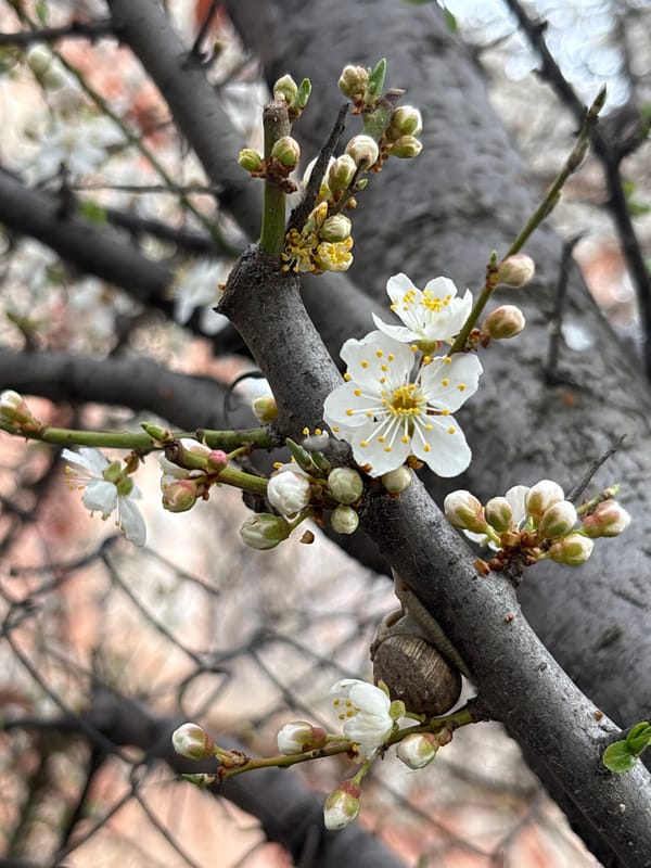 Spring blossoms and vegetation documented across Simferopol, Ukraine