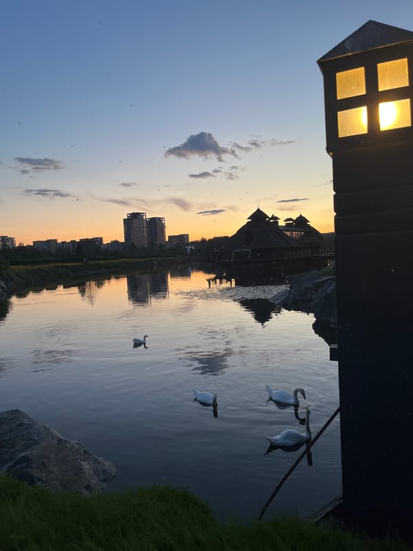 Golden hour at Dnipro's waterfront park, wildlife and blooms