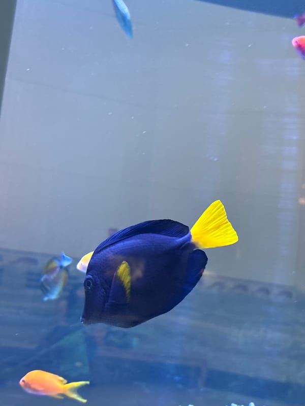 Nighttime aquarium visit captured diverse marine life displays in Chicago