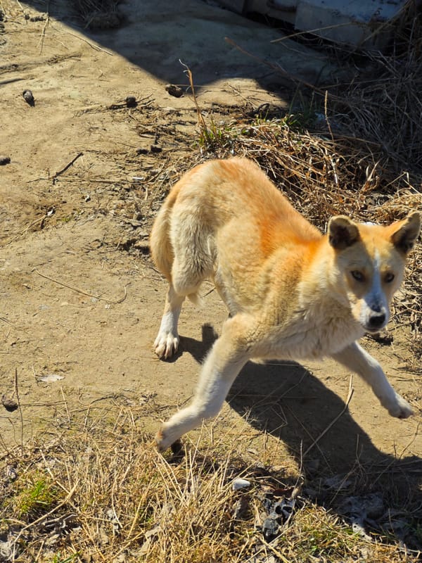 Stray dog observed feeding in debris-filled Russian yard