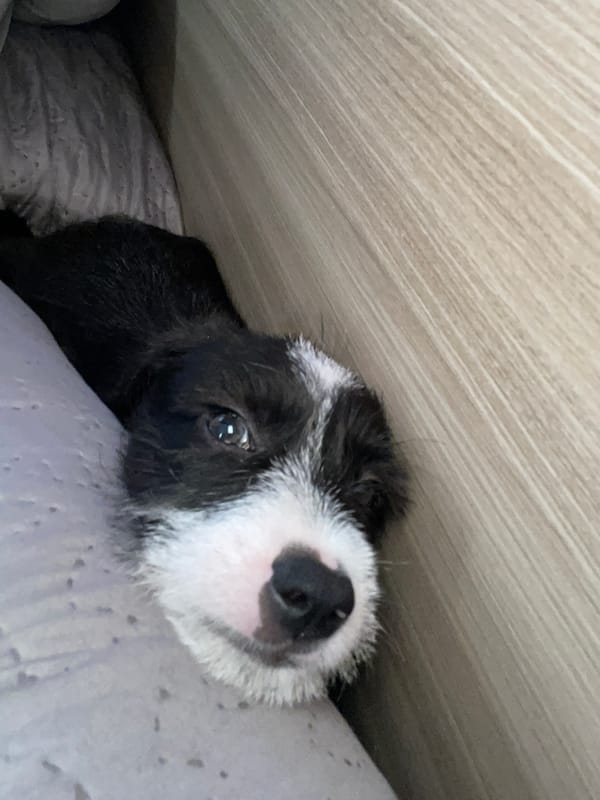 Person and puppy share quiet afternoon moments in Brazil