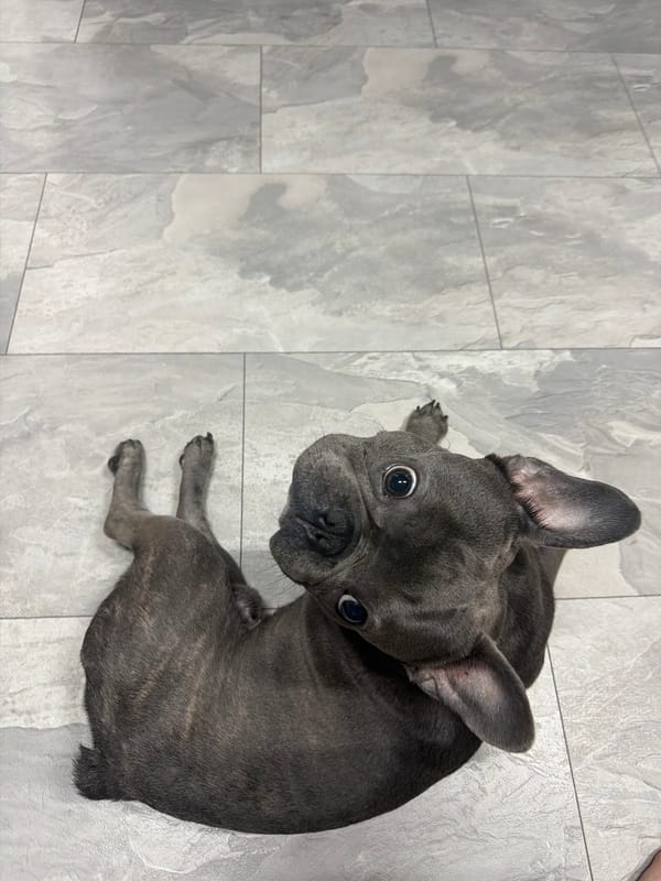 French Bulldog's evening routine captured in Ruse home