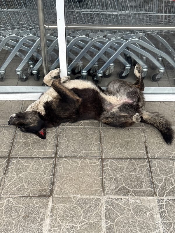 Dog sleeps by shopping carts in Sochi commercial area