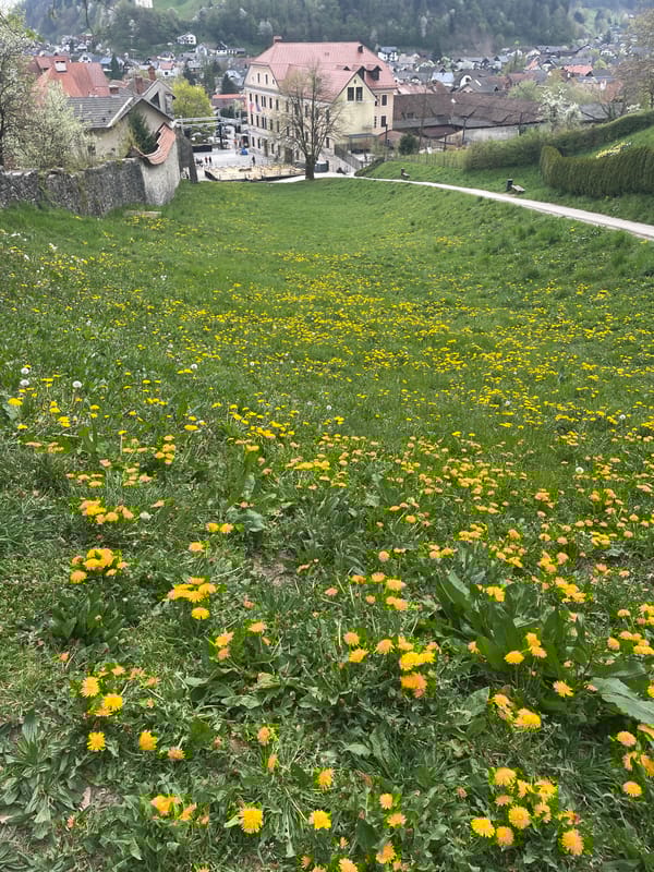 Spring blooms captured in historic Škofja Loka, Slovenia