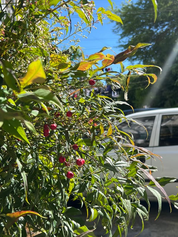 Ornamental plant with red berries observed in Sochi