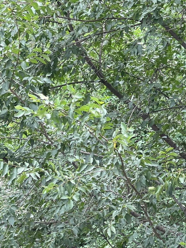 Green scenes from Bishkek — plants, trees, and urban backdrops