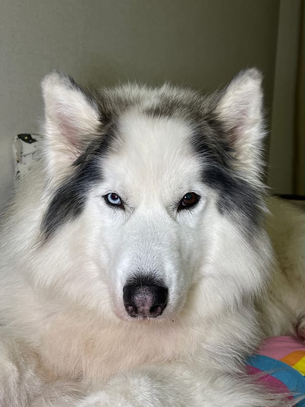 Heterochromatic husky with blue-brown eyes spotted resting in Izhevsk