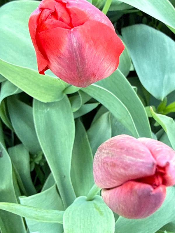 Spring afternoon moments documented across Aksay, Kazakhstan