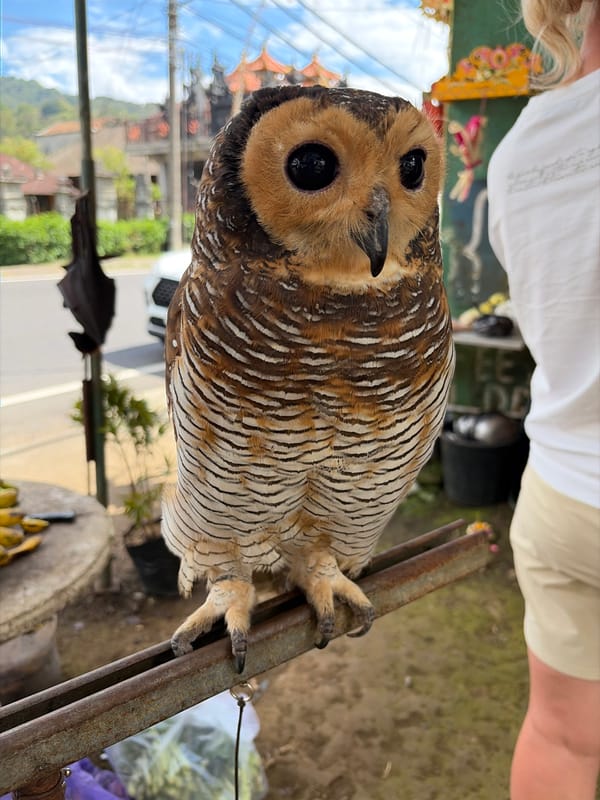 Exotic animals on display at a Baturiti roadside stall
