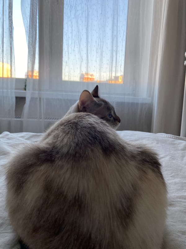 Ordinary moments captured across Yekaterinburg featuring cat, construction, daily life