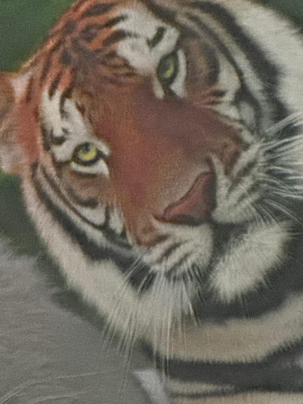 Tiger spotted in close-up view in Krasnoyarsk, Russia