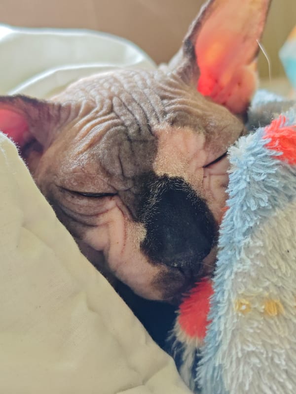 Sleeping Sphynx Cat Photographed Multiple Times in Pyatigorsk
