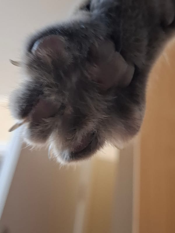 Gray tabby cat captured in playful indoor moments