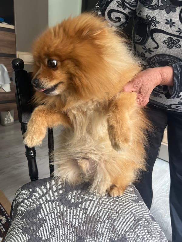 Pomeranian dog plays with owner in Asenovgrad home