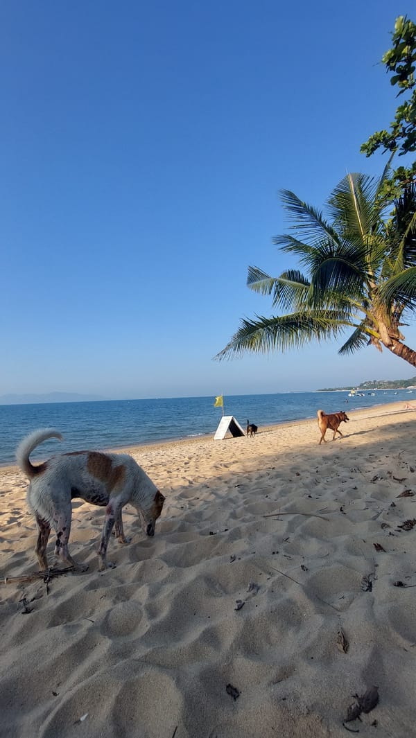 Peaceful morning beach scenes captured in Baan Mae Nam, Thailand