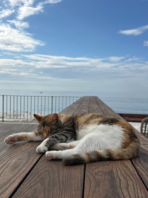 Cat sleeps on deck, landscaped parkway documented nearby