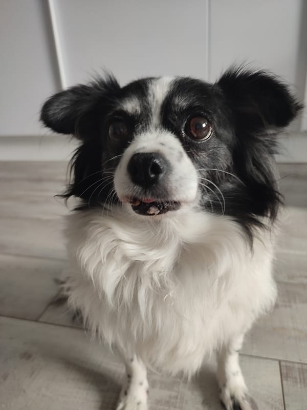 Pets, a toddler, and a Saratov apartment on a summer morning
