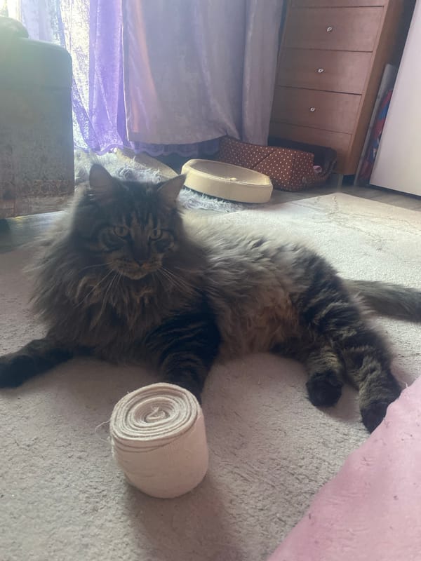 Tabby cat rests near medical bandage in Artyom home