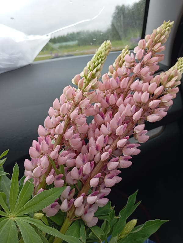Woman collects pink lupines during spring nature outing
