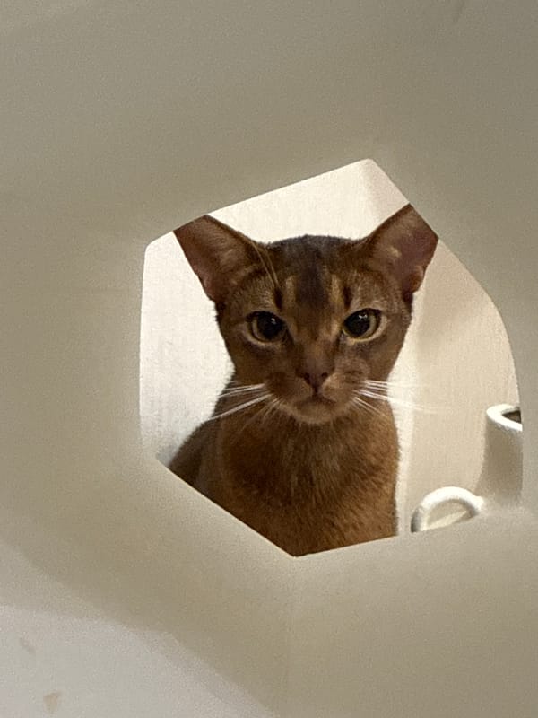 Vinnytsia evening: curious cats indoors, traffic at dusk outside