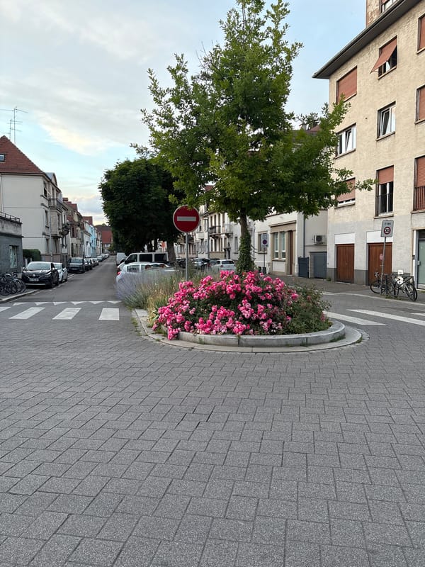 Sunset scenes and blooming roses captured across Strasbourg streets