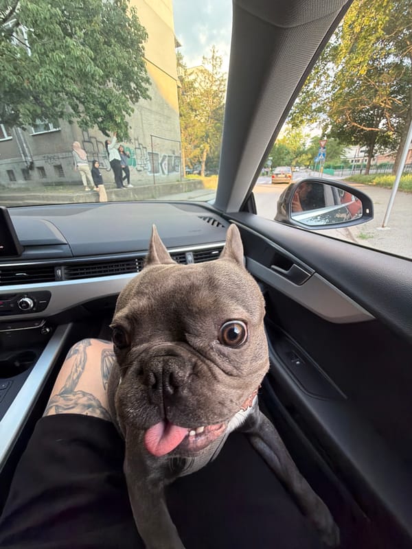French Bulldog documented across multiple Ruse locations during afternoon outing