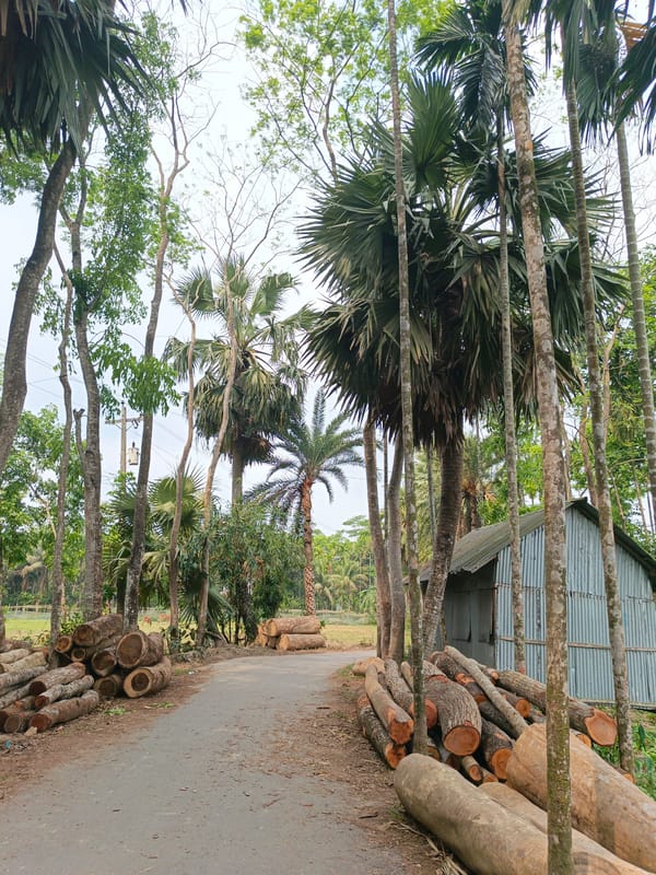 Logging operation documented in rural Bangladesh with scattered logs