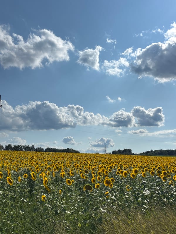 Sunflowers in full bloom across a Serbian field