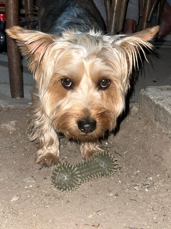 Evening in a Bulgarian village garden with a Yorkie and flowers