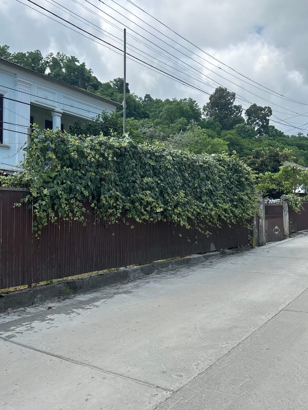 Street-level tour of a worn, vegetation-heavy residential neighborhood