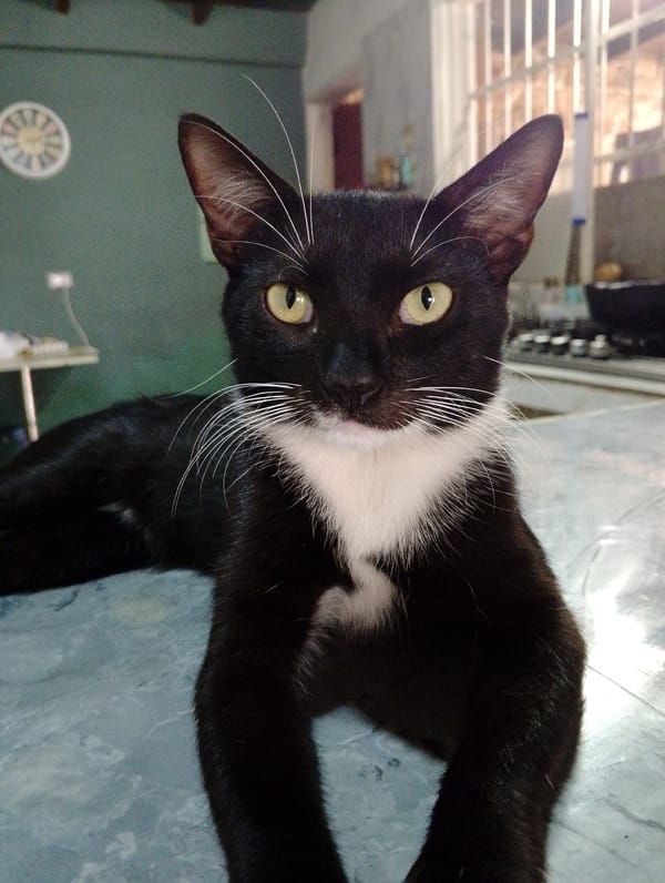 Multiple cats spotted in San Carlos neighborhood
