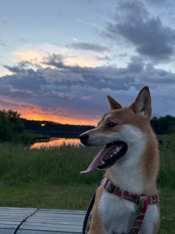 Shiba Inu and a vivid Gauja River sunset in Carnikava