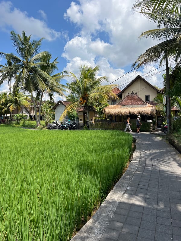 Morning scenes captured around Ubud rice paddies