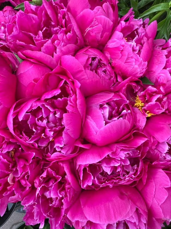 Pink peony bouquet photographed in Sofia, Bulgaria
