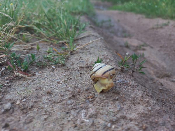 Striped snail spotted on dirt path in Buzovgrad, Bulgaria