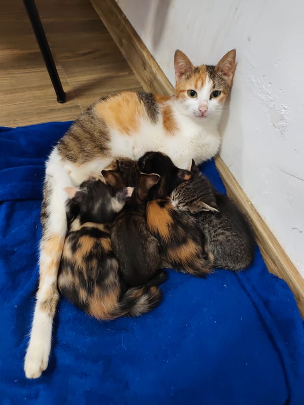 Calico cat with four kittens documented in Smolyan home
