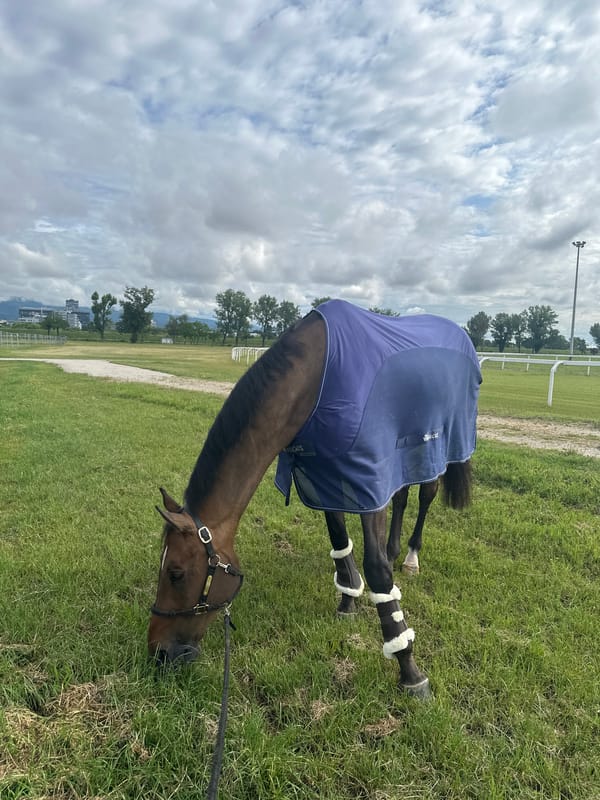 Horse grazes at Zagreb equestrian arena early morning