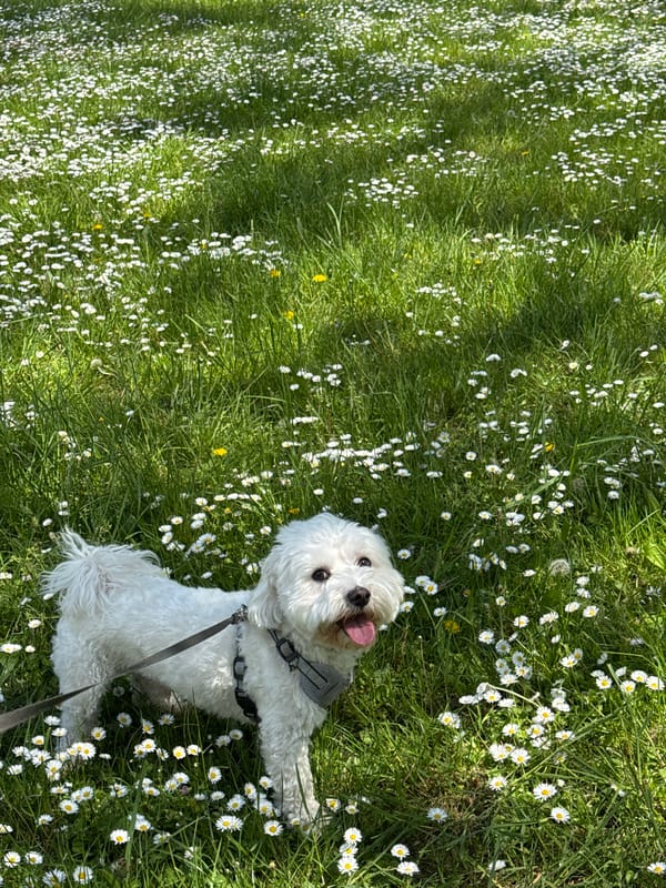 Small dog rests in daisy field in Varna