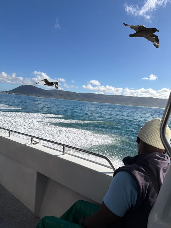 Seabird spotted during marine observation off Franskraal coast