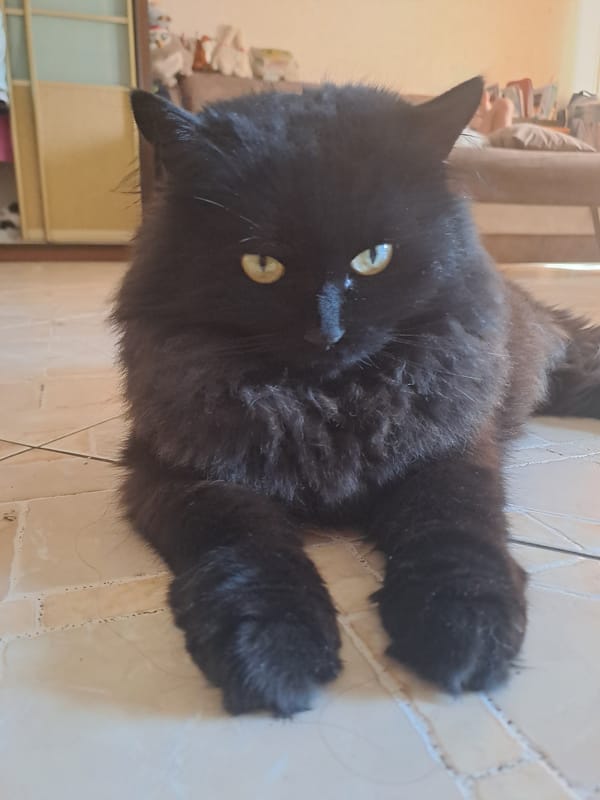 Fluffy black cat plays and relaxes on a tiled floor in Chișinău