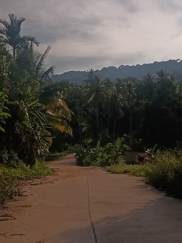Tropical forest road documented in Baan Thong Nang, Thailand
