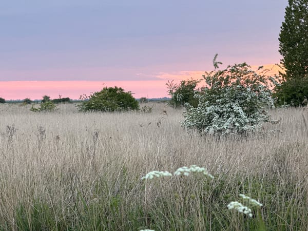 Swan nests peacefully during sunset in Great Yarmouth countryside