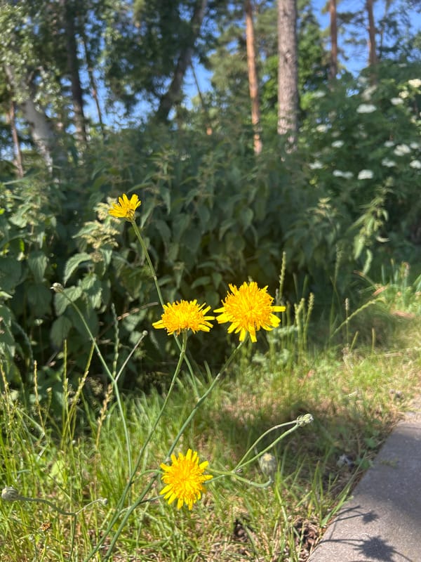 Summer morning in Helsingborg — streets, greenery, and rotisserie chickens
