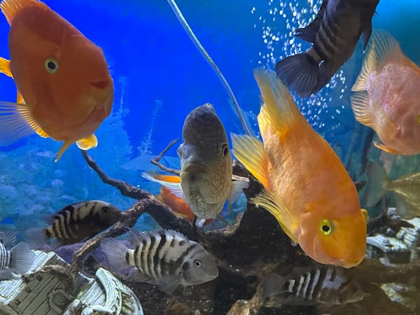 Freshwater aquarium and home scenes from a Sochi apartment