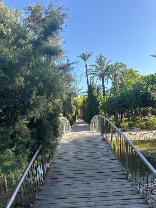 Afternoon in a Murcia park, ducks, locks, and all