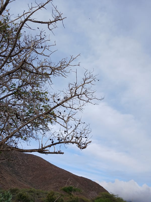 Beachside details and arid hillsides along the Altagracia coast