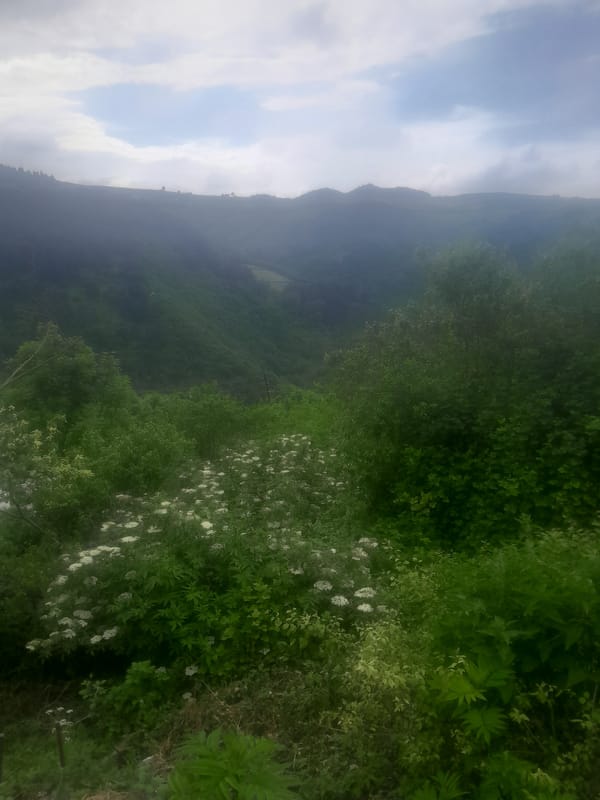 Overcast skies over rolling hills with white wildflowers observed